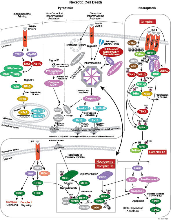 Necrotic Cell Death Signaling Interactive Pathway